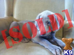 Bosco ACA Weimaraner