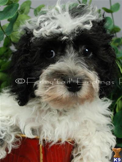 Poo-Chon for sale