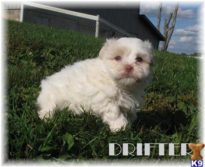 Havanese for sale