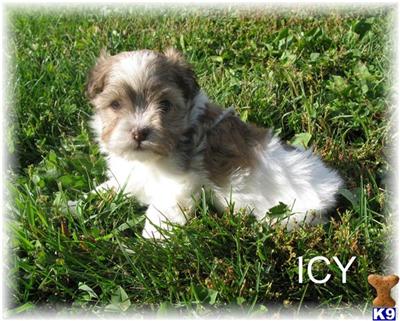 Havanese for sale