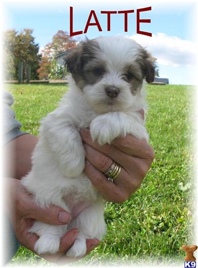 Havanese for sale