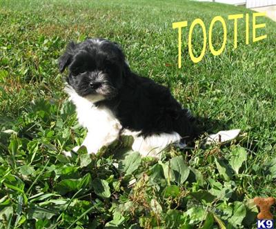 Havanese for sale