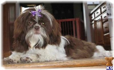 Shihtzu Chocolate  White Champion Bloodline 