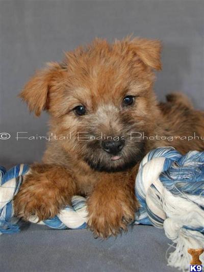 Cairn Terrier