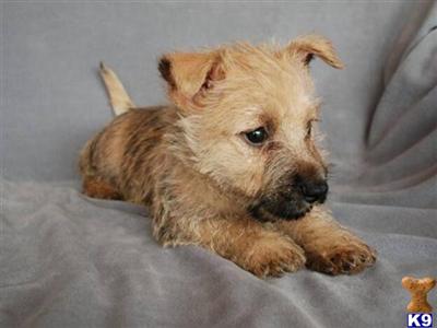 Cairn Terrier