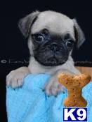 Pug Puppies