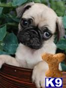 Pug Puppies