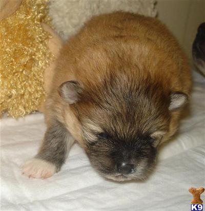 AKC REGISTERED SABLE POM PUPPIES