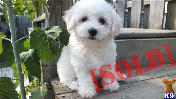 AKC Registered Bichon puppies males  females available