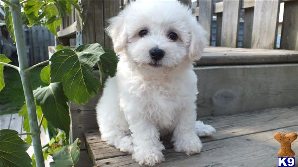 AKC Registered Bichon puppies