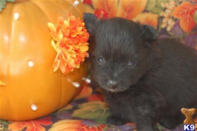 Tiny Trixie