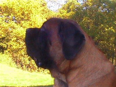 Mastiff puppies For Sale