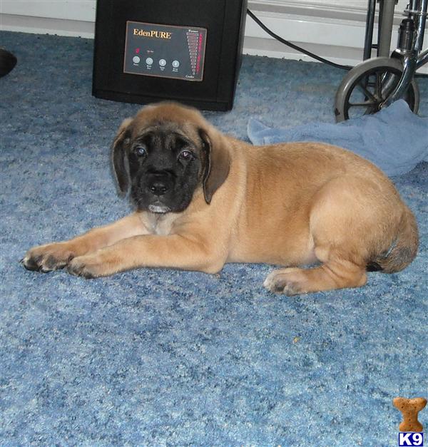 Mastiff puppies For Sale