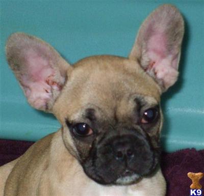 Astarte French Bulldog puppies