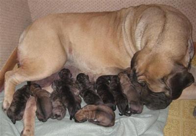 CH Lined OFA Mastiff Puppies