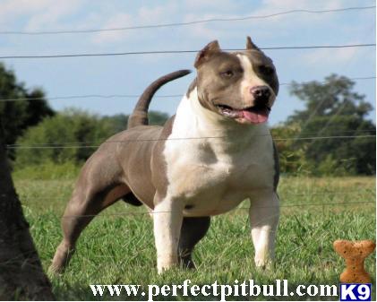 PR UKC Blue Pitbull Puppies
