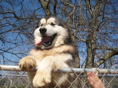 Lone Star Alaskan Malamutes
