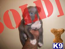 LINK UP KENNELS