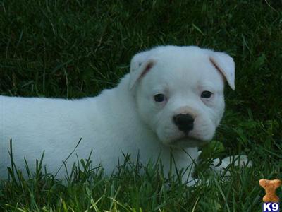 Ch. Pedigreed American Bulldog Puppies due soon