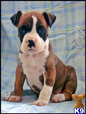 Boxer Male