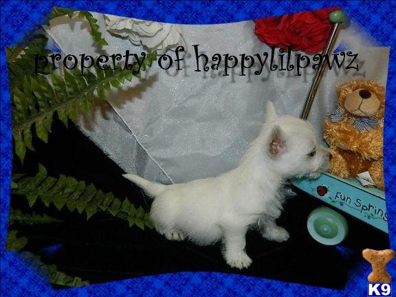 Texas Westie Puppies