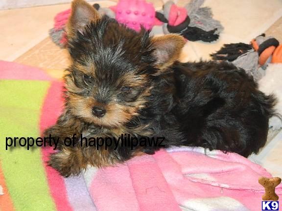 Tx Yorkie Pups Excellent Bloodlines