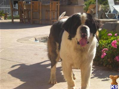 SAINT BERNARD PUPS