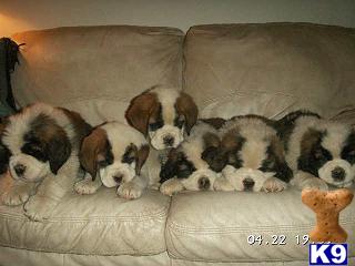 AKC QUALITY SAINT BERNARD PUPS 