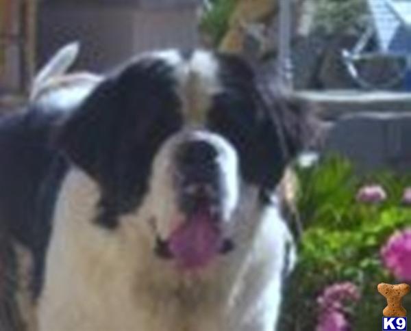 ST. BERNARD AKC QUALITY PUPS