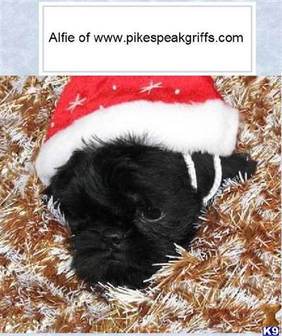 Brussels Griffon Pups in Colorado