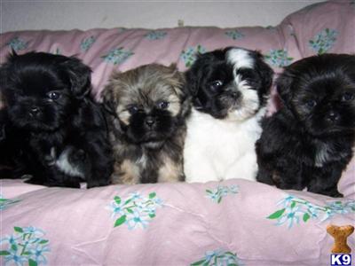 Shih tzu puppies - Taking Deposits