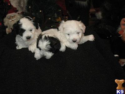 Registered Coton De Tulear Puppies