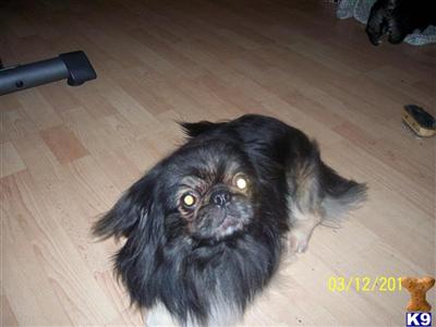 LIL BOOGER/HANDSOME STUD Pekingnese