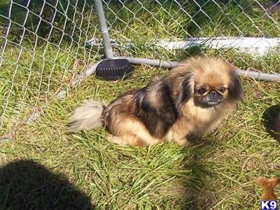 PRECIOUS BELONGINGS/AKC REG.