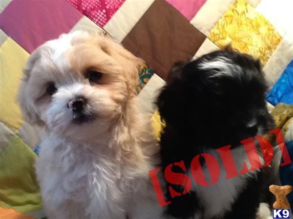shih tzu puppies for sale in milwaukee wi mixed breed for sale shih tzu puppies for sale in milwaukee wi mixed breed for sale