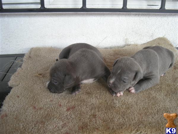 AKC Blue American Staffordshire pups