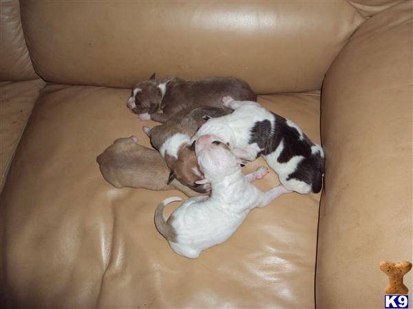 American Staffy Puppy