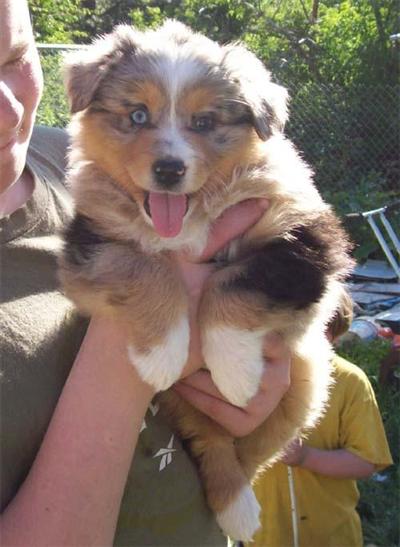 ASCA Merle Puppies