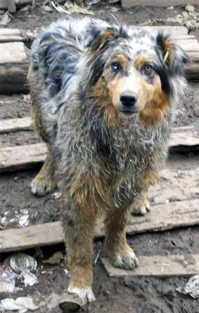 Joey Aussie Stud