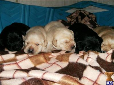 AKC Yellow Labrador Retriever Pups