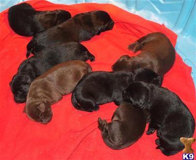 AKC BLACK-CHOCOLATE-YELLOW Labrador Retiever Pups