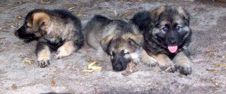 Akc German Shepherd Pups Excellent Working Prospects