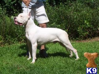 Dogo Argentino