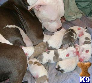 American Pit Bull Terrier Puppies Blue Pits