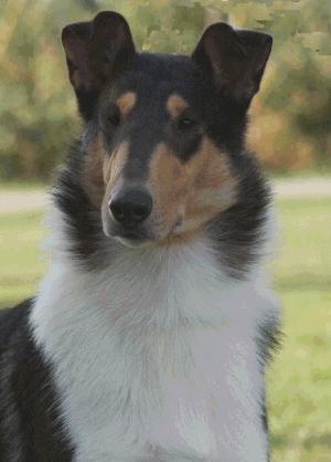 CH Fantasys Midnight Thunder - owned by Design Collies