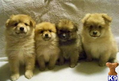 Pom Puppies Ready Now
