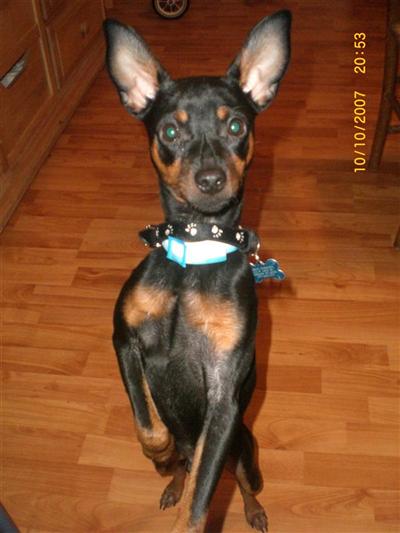 SARGE