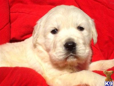 Beautiful Cream Golden Retrievers