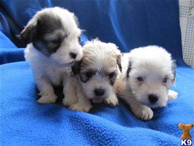 Coton de Tulear Puppies