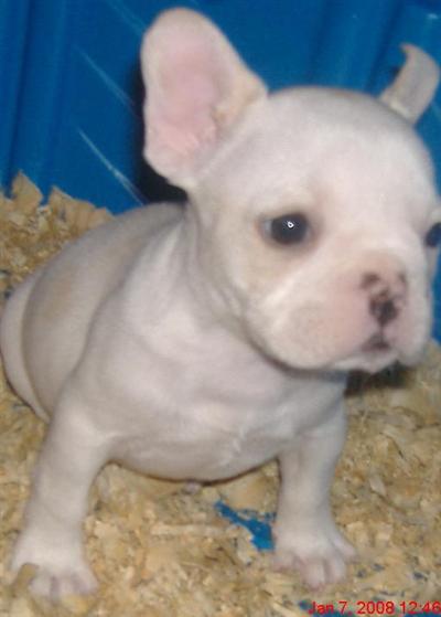 Honeypied French Bulldog